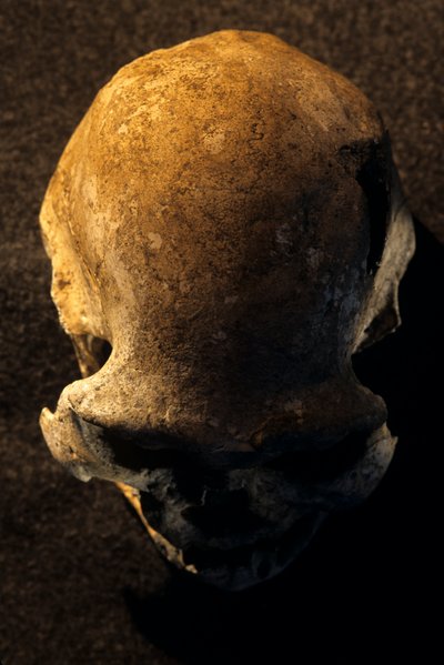 Homo erectus skull, toothless, Dmanisi, Georgia Homo Erectus site by Kenneth Garrett