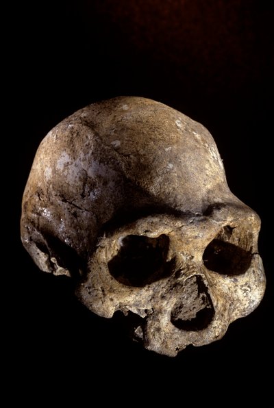 Homo erectus skull, toothless, Dmanisi, Georgia Homo Erectus site by Kenneth Garrett