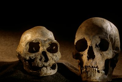 Homo Erectus Skull, Toothless, and Modern Human Skull, Dmanisi by Kenneth Garrett