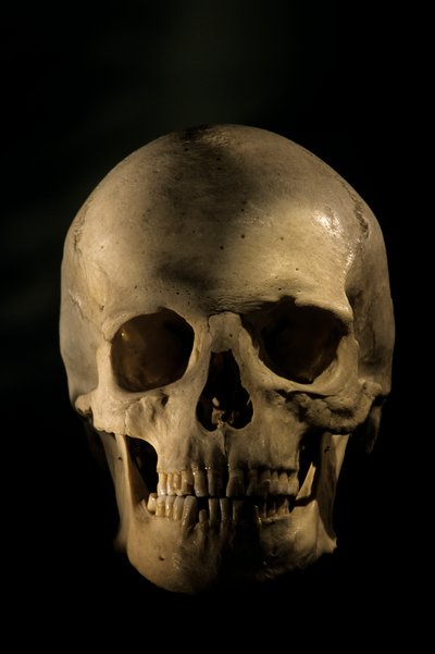 Modern Human Skull, scientific study skeleton, George Washington University by Kenneth Garrett