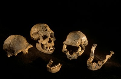 Skulls & mandibles from Dmanisi, Georgia Homo Erectus site by Kenneth Garrett