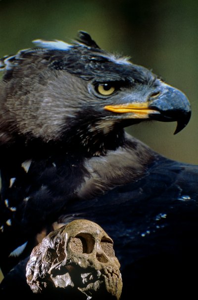 The Taung child skull with the image of a modern African crowned eagle by Kenneth Garrett