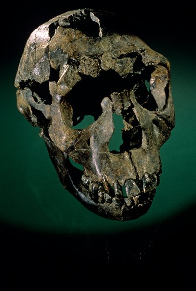 Turkana Boy, Kenya, West Turkana, Lake Turkana, KNMER-WT15000, H. erectus, Nariokotome, 2008 by Kenneth Garrett