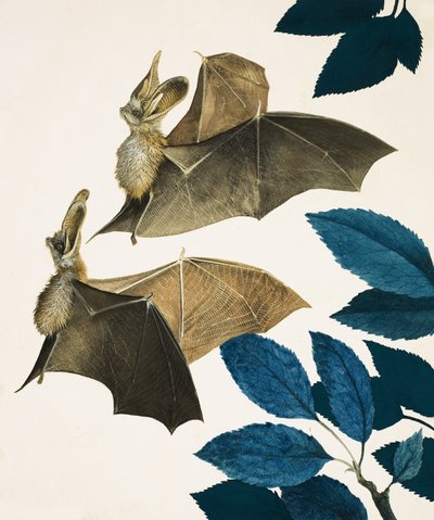 The Long-Eared Bat by Kenneth Lilly