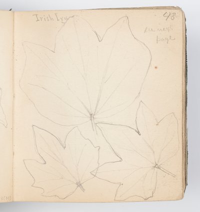 Sketchbook Page: Irish Ivy Leaves by Kenyon Cox