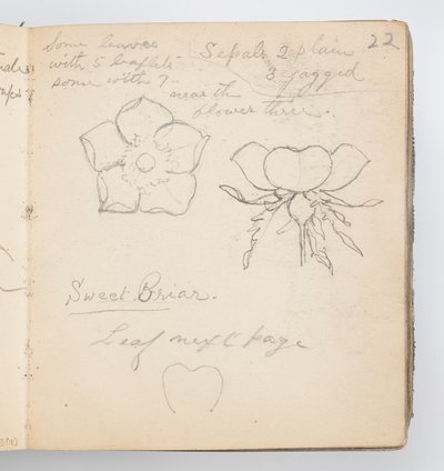 Sketchbook Page: Sweet Briar by Kenyon Cox