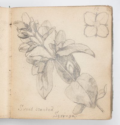 Sketchbook Page: Sweet Scented Syringa by Kenyon Cox