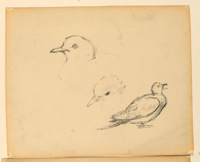 Study for 