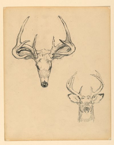 Study of Stag Head by Kenyon Cox