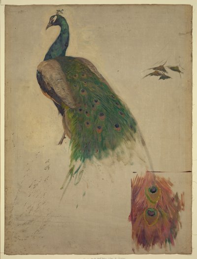 The Sciences, Study for Peacock in Tympanum, Southwest Gallery, Decoration for the Library of Congress by Kenyon Cox