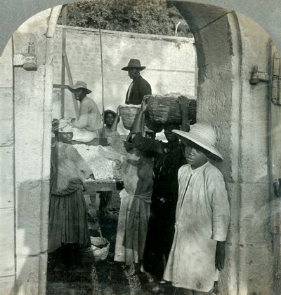 Cocoa Fresh from the Pods, Dominica, B.W.I. by Keystone View Company