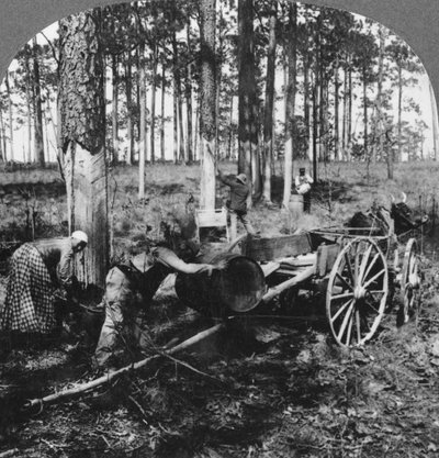 In a Great Pine Forest, Collecting Turpentine, North Carolina, USA by Keystone View Company