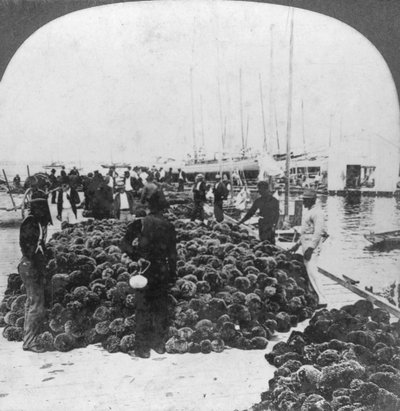Sponge Market, Key West Harbour, Florida, USA, c1900 by Keystone View Company