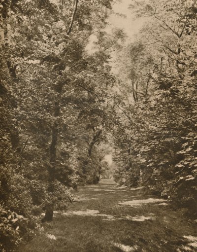 A Woodland Glade Within A Few Hundred Yards of the Earl