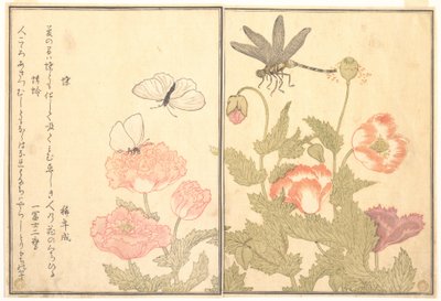 Butterfly; Dragonfly, from the Picture Book of Crawling Creatures by Kitagawa Utamaro