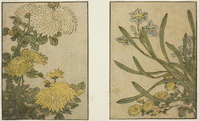 Chrysanthemum and Narcissus, from the illustrated book "Picture Book: Flowers of the Four Seasons," vol. 2 by Kitagawa Utamaro