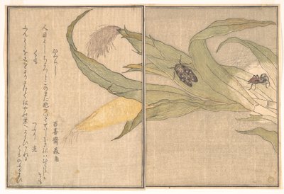 Evening Cicada, Higurashi; Spider, Kumo, from the Picture Book of Crawling Creatures (Ehon Mushi Erami) by Kitagawa Utamaro