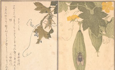 Grasshopper Kirigirisu, Cicada Semi by Kitagawa Utamaro