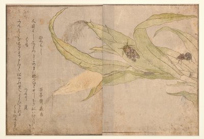Higurashi and Spider by Kitagawa Utamaro