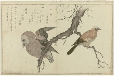 Jay and Owl by Kitagawa Utamaro