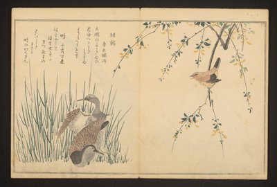 Mallard and Kingfisher by Kitagawa Utamaro