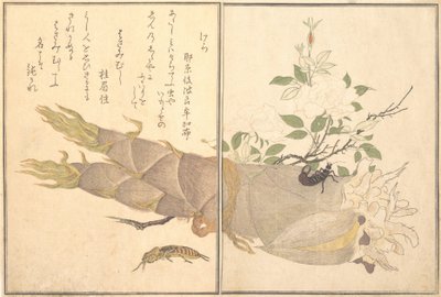 Mole Cricket, Earwig by Kitagawa Utamaro