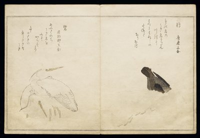 Cormorant on the right and two snowy herons on the left, from an album 