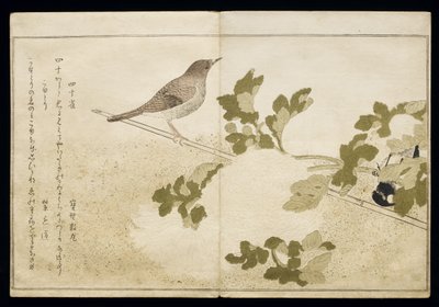Manchurian Great Tit and a Robin (from an album 