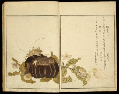 Picture Book: Selected Insects by Kitagawa Utamaro