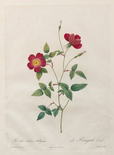 Rosa Indica Stelligera by Kitagawa Utamaro