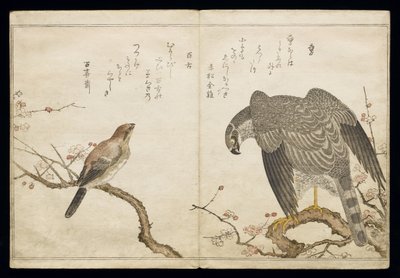 Falcon on the right, a Bull-headed Shrike on the left, from an album 