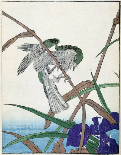 Bird on a Tree. Japanese Drawing by Kitao Kosuisai by Kitao Shigemasa