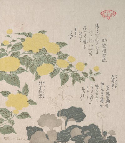 Corchorus or Yellow Rose and Creeping Saxifrage by Kubo Shunman