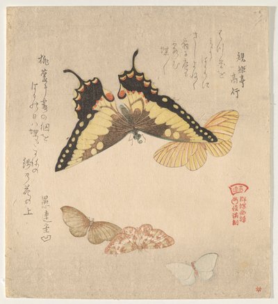 The Painting Manual of Flock of Butterflies (Guncho Gafu) by Kubo Shunman