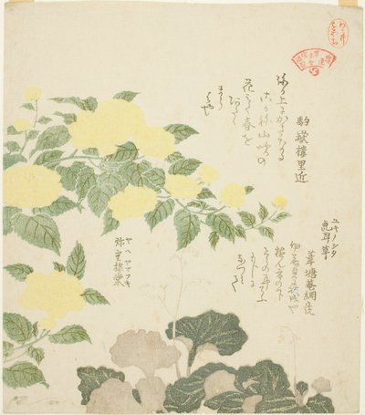 Yellow Roses and Creeping Saxifrages, from the series Collection of Plants for the Kasumi Poetry Circle by Kubo Shunman