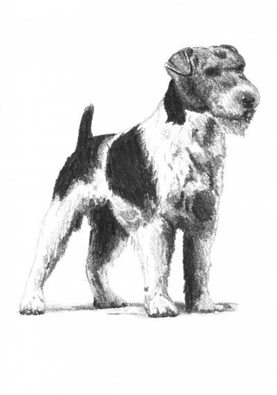 Alert Wire Fox Terrier by Kulik