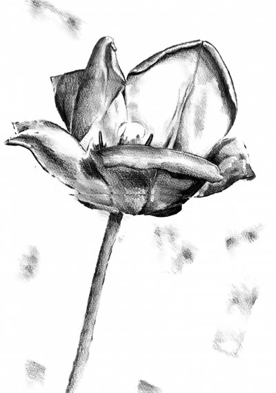 Black White Tulip Drawing by Kulik