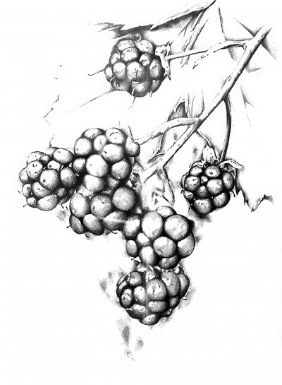 Botanical Berry Drawing by Kulik