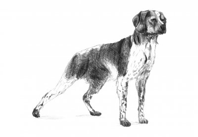Classic Hunting Dog by Kulik