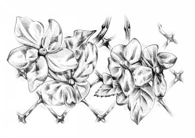 Delicate Floral Drawing by Kulik