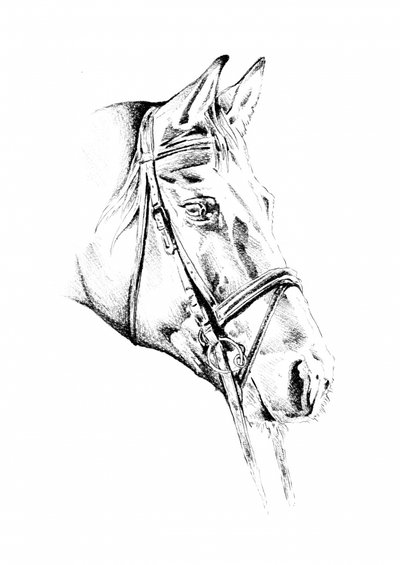 Elegant Bridled Horse by Kulik