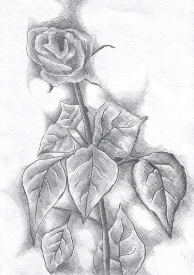 Elegant Rose Sketch by Kulik