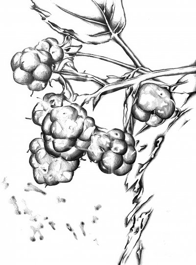 Fresh Berry Drawing by Kulik