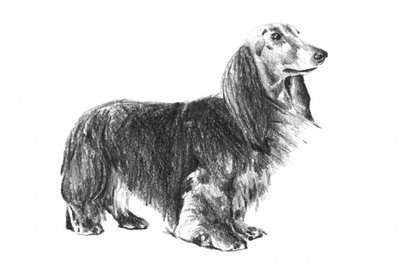 Longhaired Dachshund Sketch by Kulik