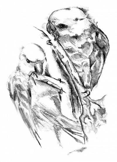 Loving Parakeets Sketch by Kulik