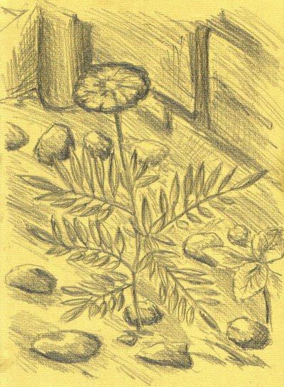 Marigold Plant Sketch by Kulik