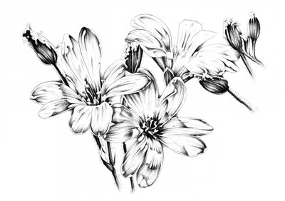 Monochrome Flower Blooms by Kulik