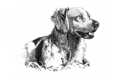 Noble Dog Portrait by Kulik