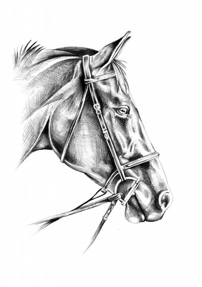 Noble Equine Drawing by Kulik