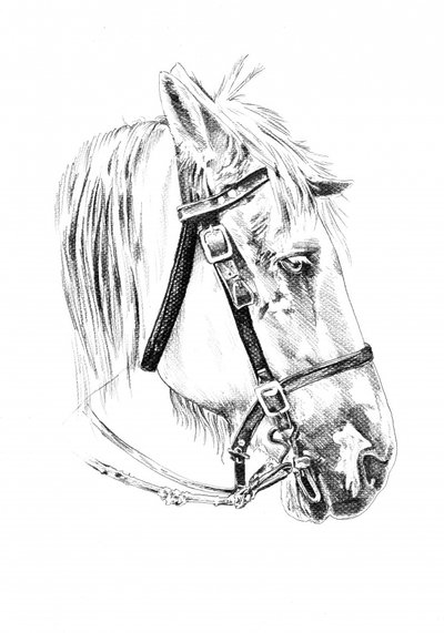 Noble Horse Head Sketch by Kulik